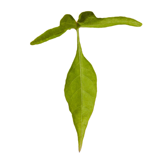 Ipomoea batatas 'Sweet Georgia Fine Lime'