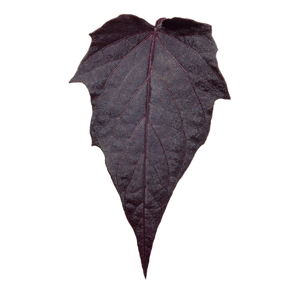 Ipomoea batatas 'Sweet Georgia Pulse Black'