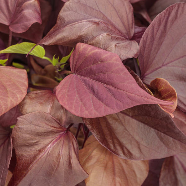 Ipomoea batatas 'Sweet Caroline Sweet Heart Mahogany'