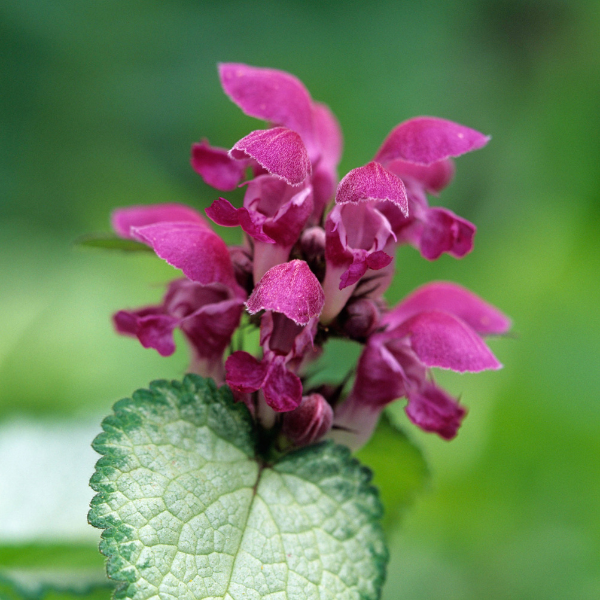 Lamium maculatum 'Beacon Silver'