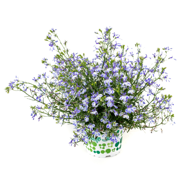 Lobelia hybrid 'Rift Blue'