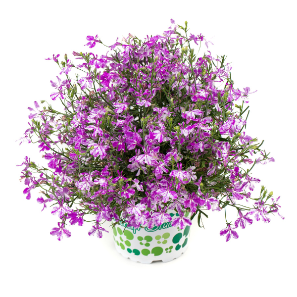 Lobelia hybrid 'Rift Purple'