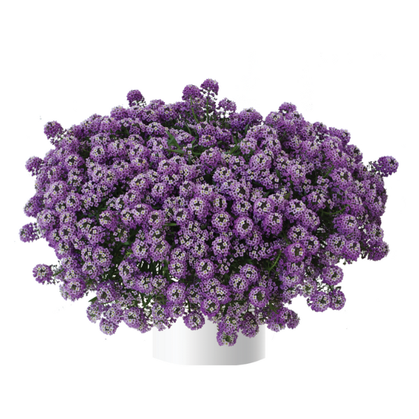 Lobularia hybrida 'Stream Lavender'
