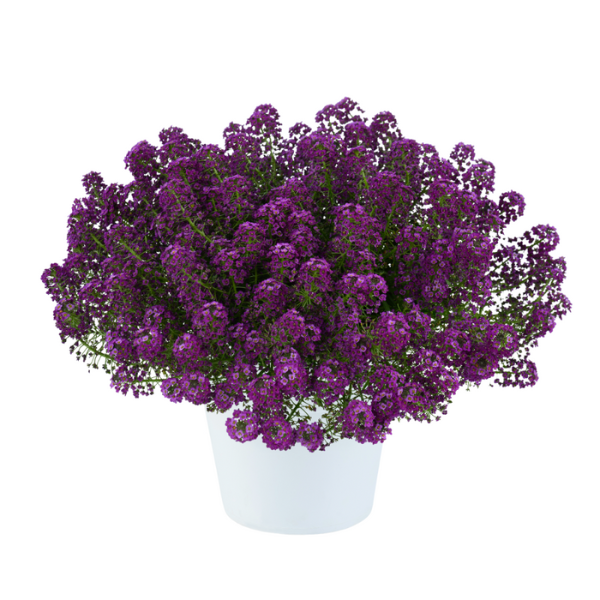 Lobularia hybrida 'Stream Compact Purple'
