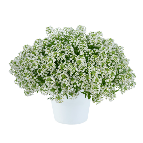 Lobularia hybrida 'Stream Compact White'