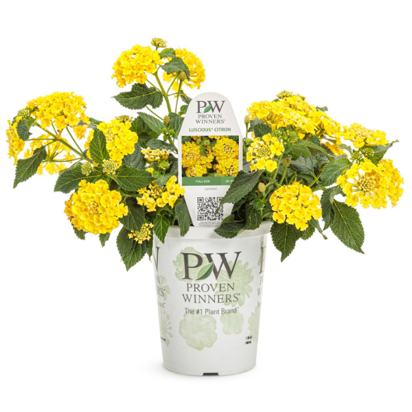 Lantana camara 'Luscious Citron'