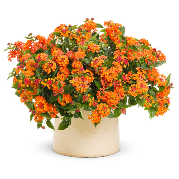 Lantana camara 'Luscious Marmalade'