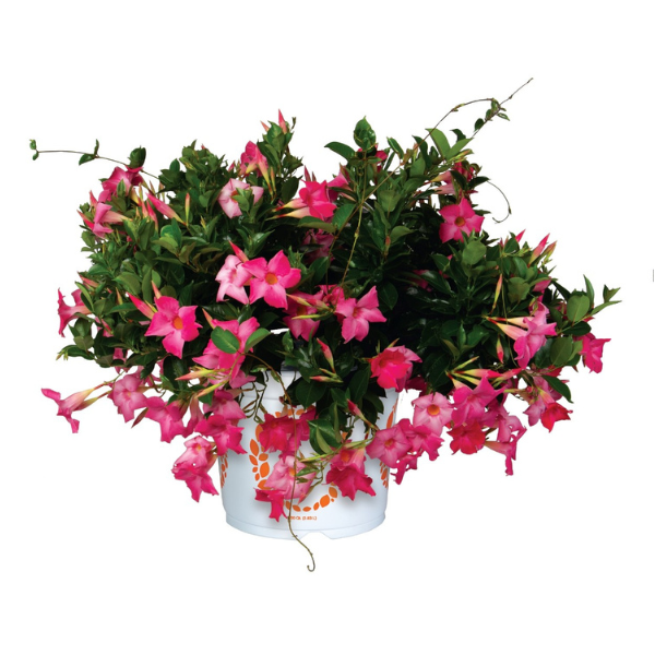 Mandevilla hybrida 'Flordenia Pink'