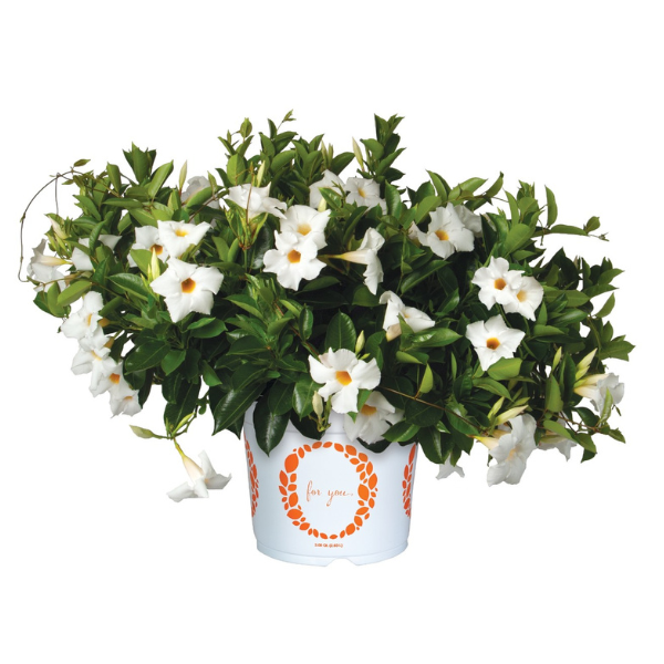 Mandevilla hybrida 'Flordenia Plus White'