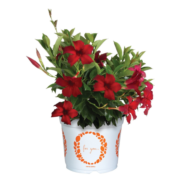Mandevilla hybrida 'Flordenia Red Velvet'