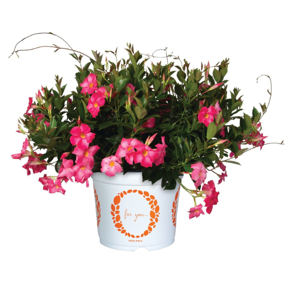 Mandevilla hybrida 'Flordenia Rose'