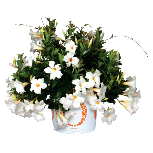 Mandevilla hybrida 'Flordenia White Halo'