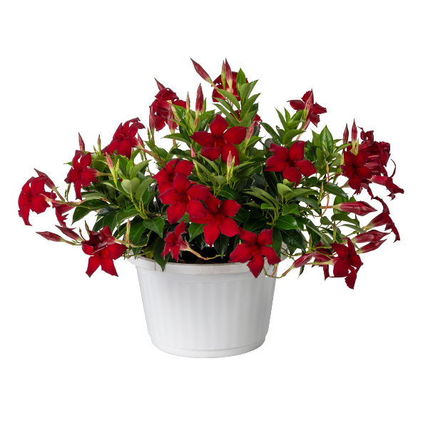 Mandevilla hybrida 'Sun Parasol Garden Crimson'