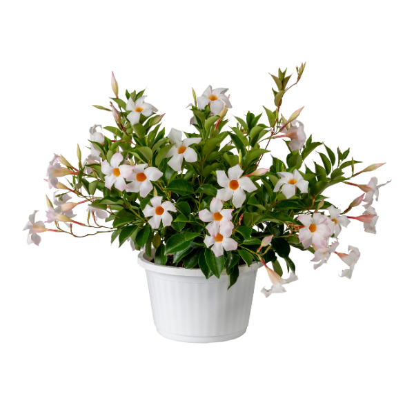 Mandevilla hybrida 'Sun Parasol Garden White'