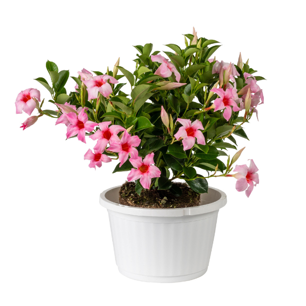 Mandevilla hybrida 'Sun Parasol Original Cream Pink'