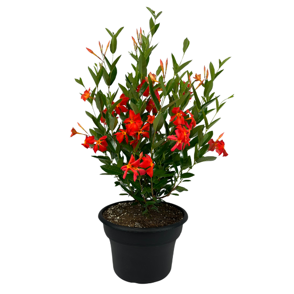 Mandevilla hybrida 'Sun Parasol Fired Up Orange'