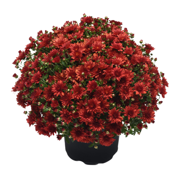 Mum chrysanthemum x morifolium 'Cranbury Red'