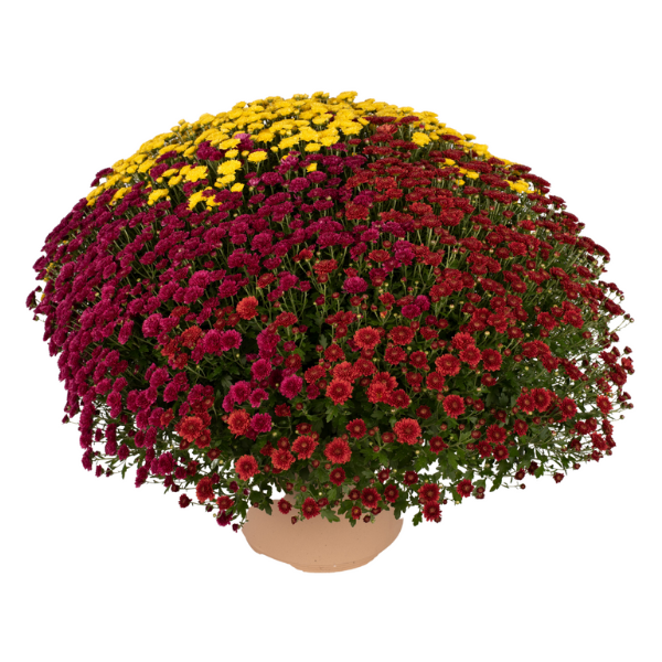 Mum Combo 'Combo#38'