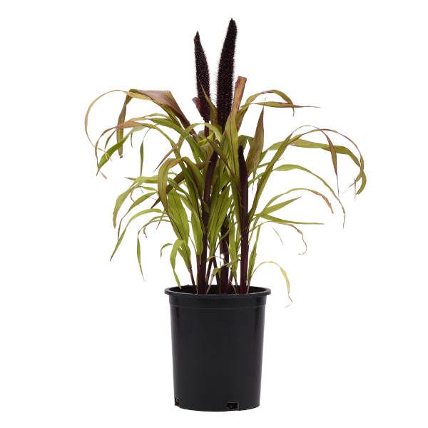 Millet panicum miliaceum 'Copper Prince'