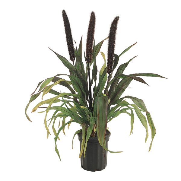 Millet panicum miliaceum 'Purple Baron'