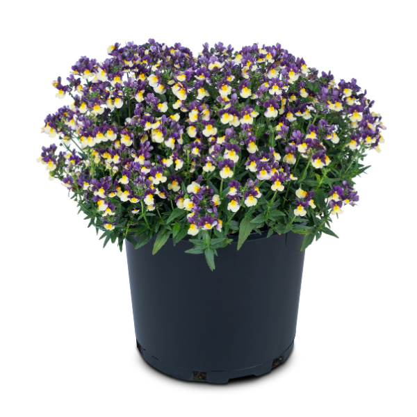 Nemesia hybrida 'Escential Blueberry Custard'