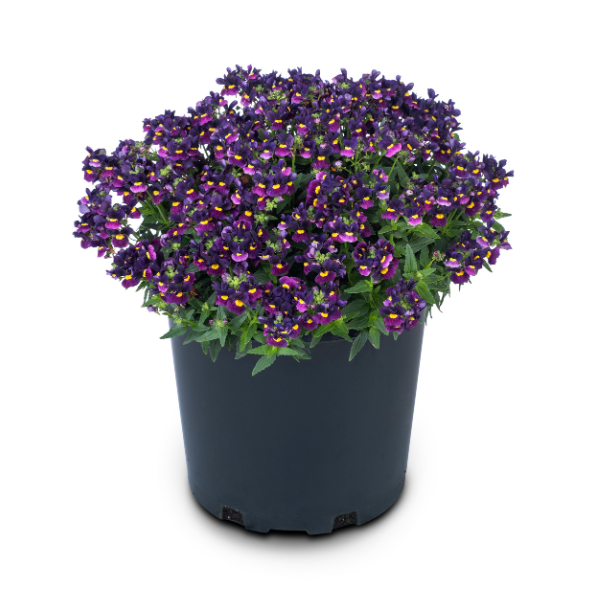 Nemesia hybrida 'Escential Bumbleberry'