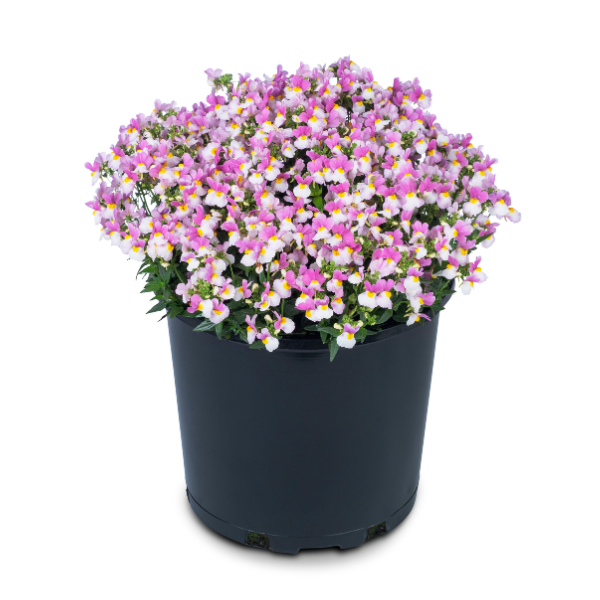 Nemesia hybrida 'Escential Pinkberry'