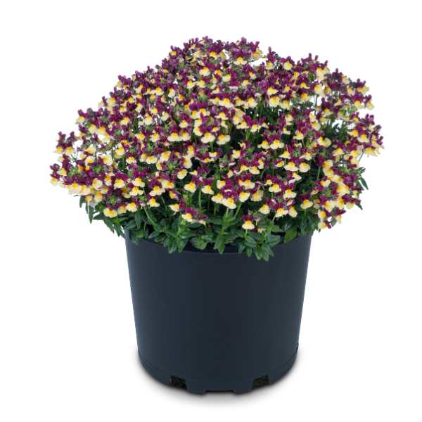 Nemesia hybrida 'Escential Raspberry Lemonade'