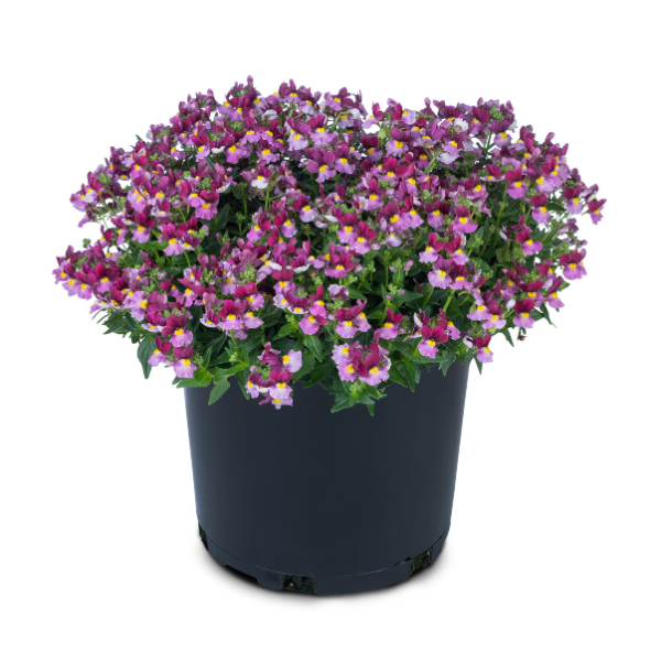 Nemesia hybrida 'Escential Strawberry'