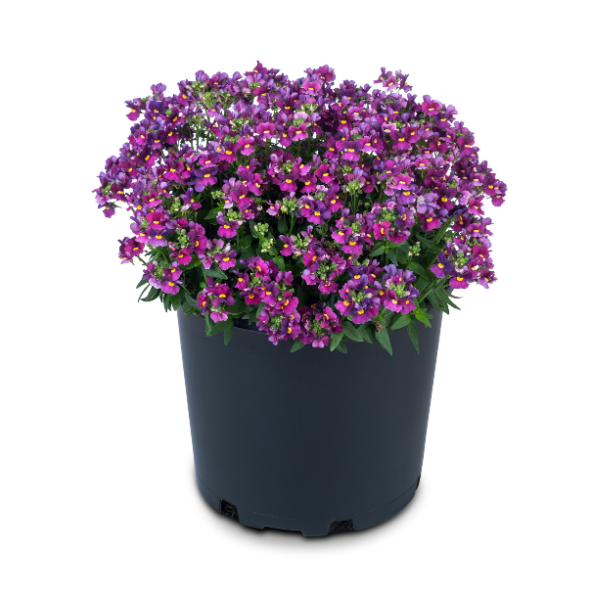 Nemesia hybrida 'Escential Sugarberry'