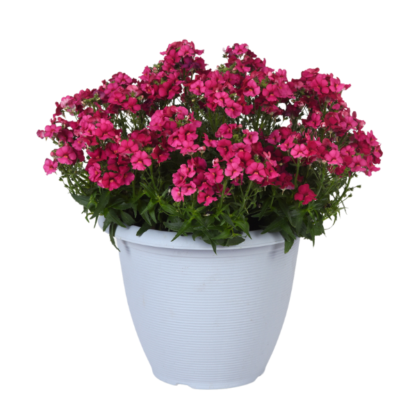 Nemesia fruticans 'Whimsy Deep Rose'