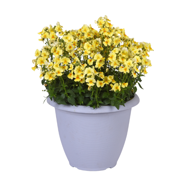Nemesia fruticans 'Whimsy Yellow'