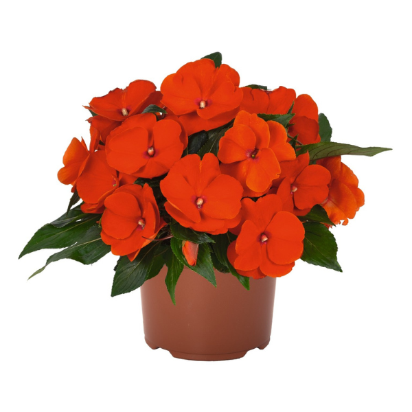 New Guinea impatiens hawkerii 'Magnum XL Orange'