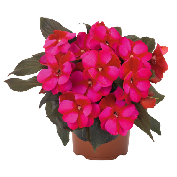 New Guinea impatiens hawkerii 'Petticoat Blue Star'