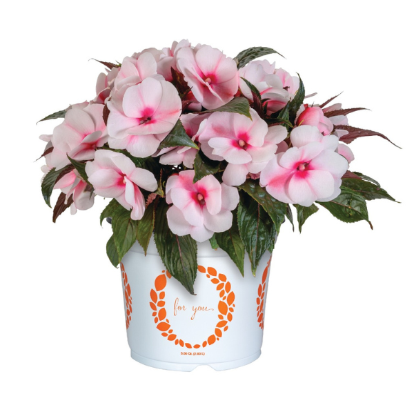 New Guinea impatiens hawkerii 'Petticoat Cherry Blossom'