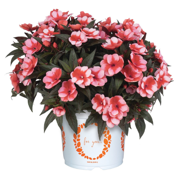 New Guinea impatiens hawkerii 'Petticoat Cherry Star'