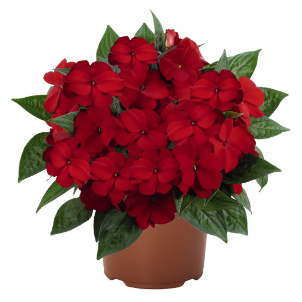 New Guinea impatiens hawkerii 'Petticoat Dark Red'