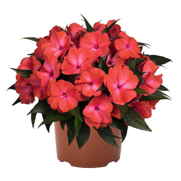 New Guinea impatiens hawkerii 'Petticoat Mango Swirl'