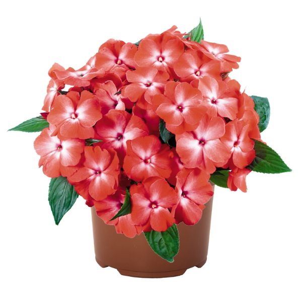 New Guinea impatiens hawkerii 'Petticoat Orange Orchid'
