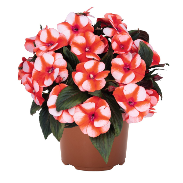 New Guinea impatiens hawkerii 'Petticoat Orange Star'