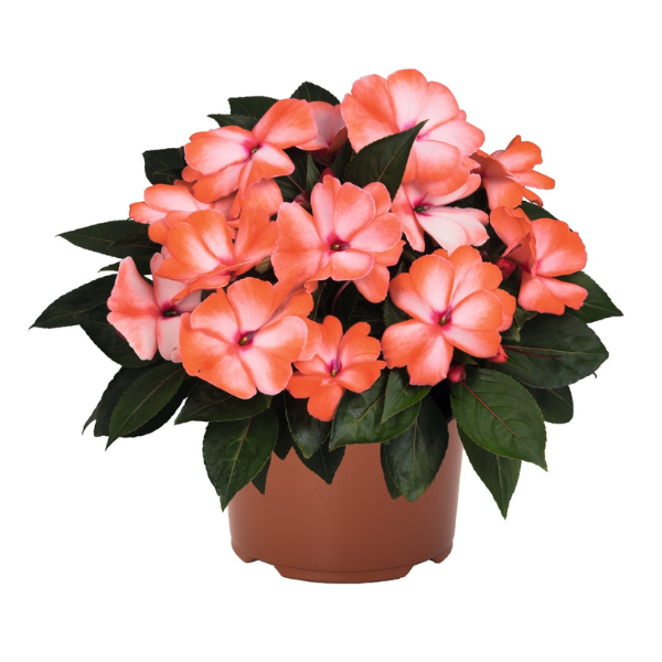 New Guinea impatiens hawkerii 'Petticoat Orange Swirl'