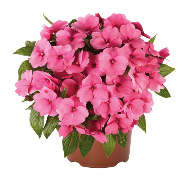 New Guinea impatiens hawkerii 'Petticoat Pink'