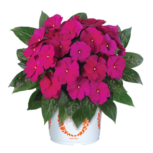 New Guinea impatiens hawkerii 'Petticoat Purple'