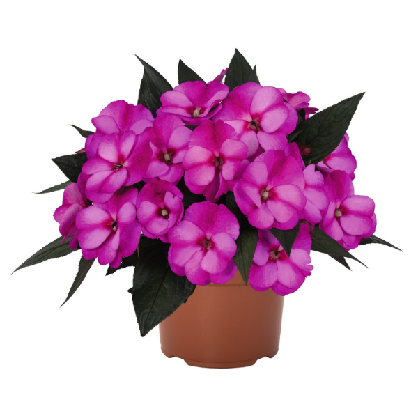 New Guinea impatiens hawkerii 'Petticoat Purple Star'