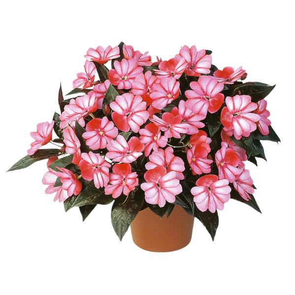 New Guinea impatiens hawkerii 'Petticoat Red Star'
