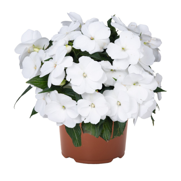 New Guinea impatiens hawkerii 'Petticoat White'