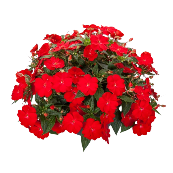 New Guinea impatiens hawkerii 'Spectra Bright Red'