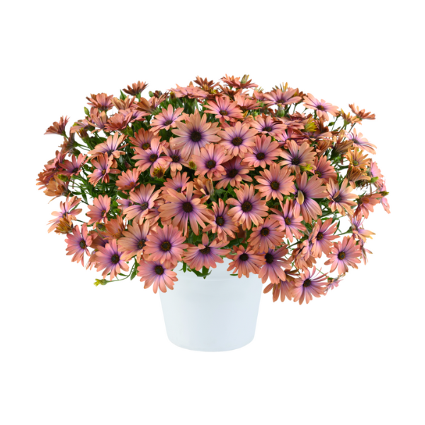 Osteospermum ecklonis 'Osticade Aurora'
