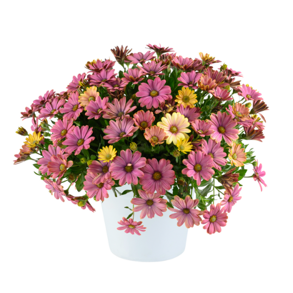Osteospermum ecklonis 'Osticade Twilight Moon'