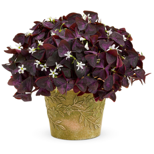 Oxalis triangularis 'Charmed Wine'